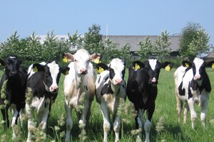 Branche lanceert platform Nederland Kalverland
