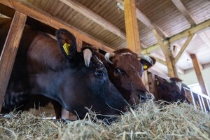 Bon Vivant gaat een nieuwe toekomst tegemoet