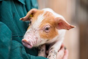 Duroc d'Olives opent staldeuren tijdens Dag van de Landbouw