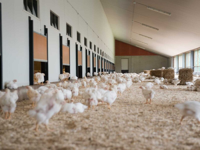 AH verduurzaamt kipketen met 'Beter voor'-programma