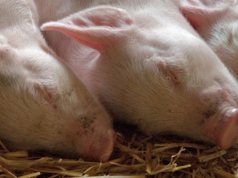 Vakevent Dutch Pork Expo verplaatst naar 20-21 april 2021