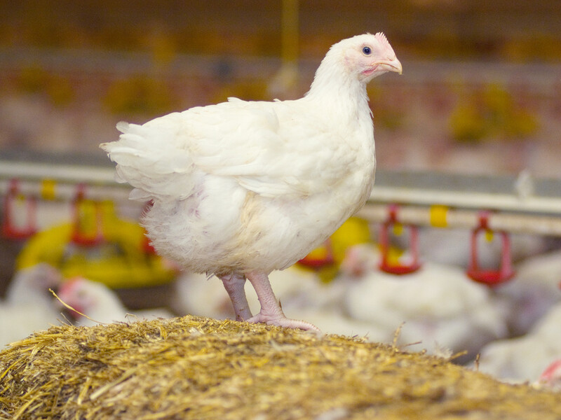 Kip in Nederland houdt webinar over pluimveesector