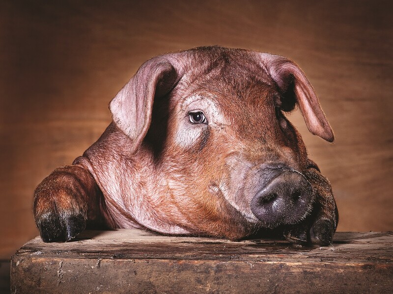 Weer Openboerderijdagen bij Duroc d'Olives in Kruisem