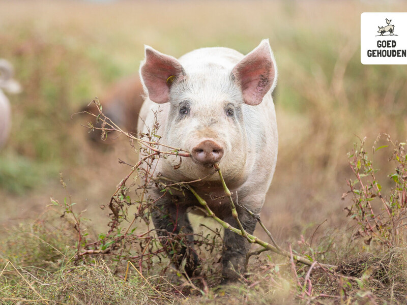 Voorlichtingscampagne dierwaardige veehouderij