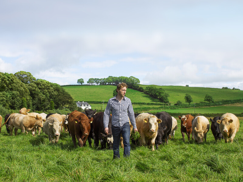 Grass Fed Standard maatstaf voor kwalitatief Iers rundvlees