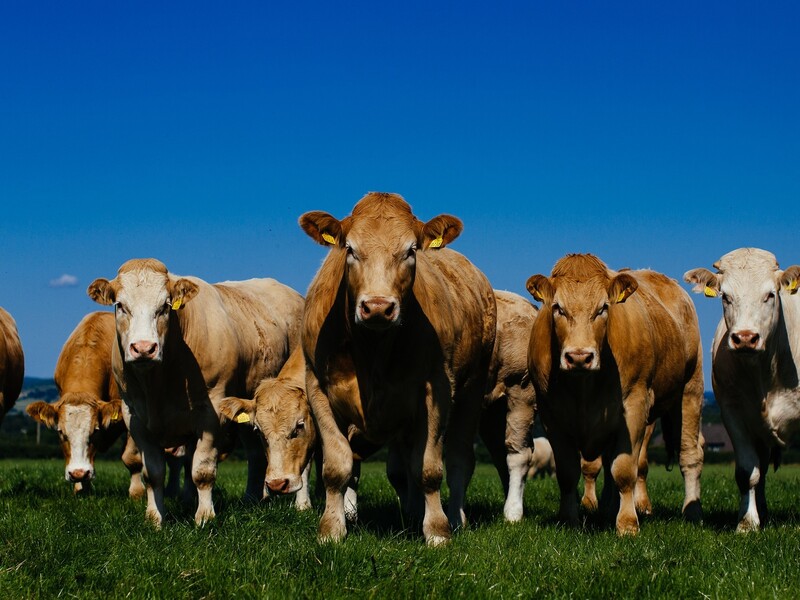 Europese erkenning voor Irish Grass Fed Beef