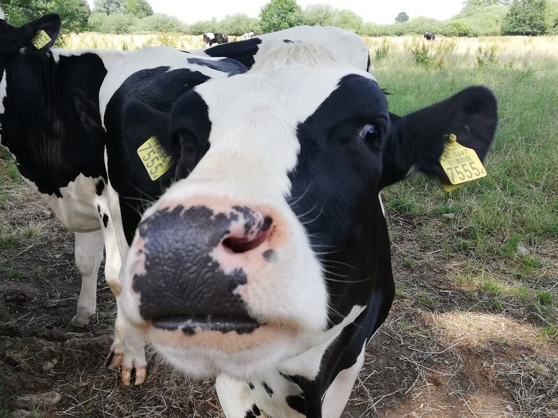 Overheid legt veehouders nieuw mestbeleid op