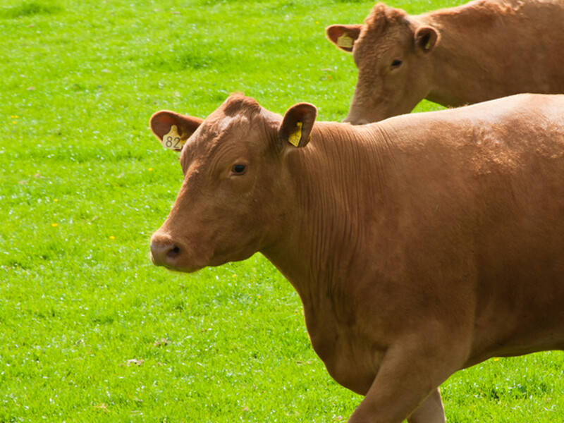 Coverstory: British Beef en British Lamb