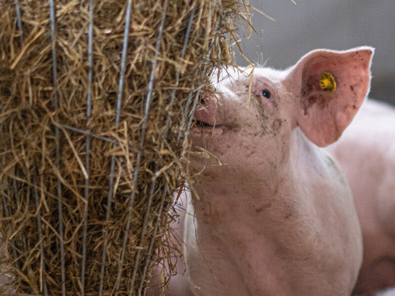 Meldpunt intimidatie voor boeren: ‘Onze leden zijn vogelvrij’