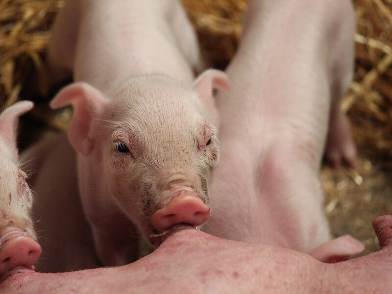 Aantal varkensslachtingen op laagste niveau sinds 2009