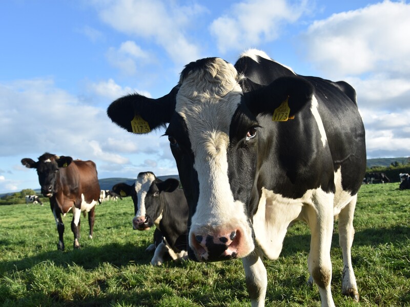 Vleesvee Academie versterkt positie Nederlands rundvlees