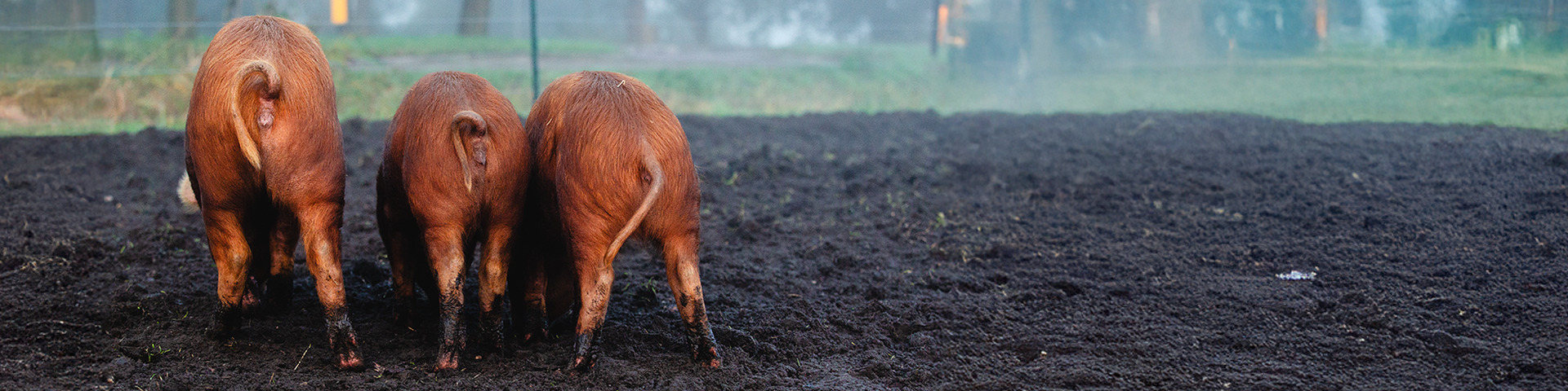 Deze Tamworth varkens leveren meer op dan alleen hun vlees