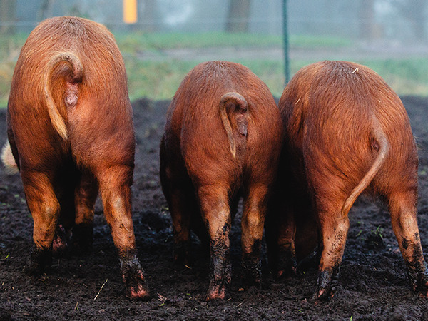 Deze Tamworth varkens leveren meer op dan alleen hun vlees